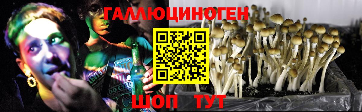 Псилоцибиновые грибы Psilocybe Черкесск
